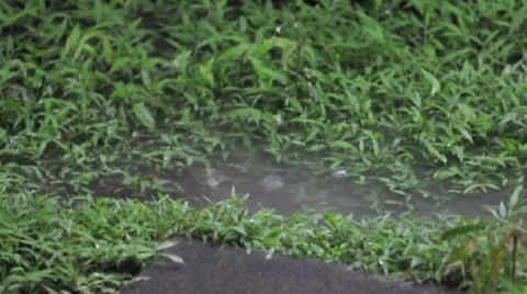 Heavy rain falling on field. (HD footage with sound) Video stock 21996131