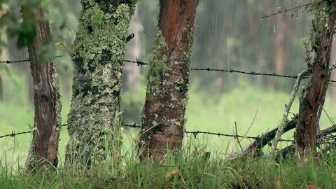 Heavy rain falling on the fields of a farm separated by a barbed wire fence a Stock Footage 308192071