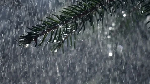 Heavy rain falling on fir branch in slow motion. Vídeo Stock 88072953