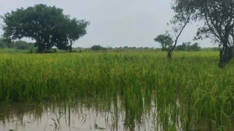Heavy Rain Falling On Flooded Green Rice Field Rainy Season 4K Stock Footage 346172631