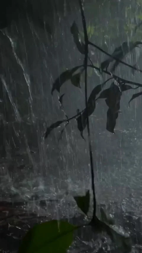 Heavy Rain Falling Stock Footage 326373665