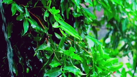 Heavy rain falling on fresh green leaves Stock Footage 330565669
