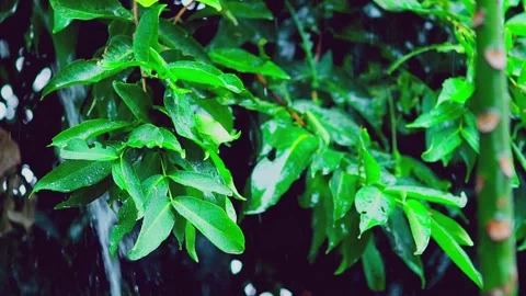 Heavy rain falling on fresh green leaves Stock Footage 330565672