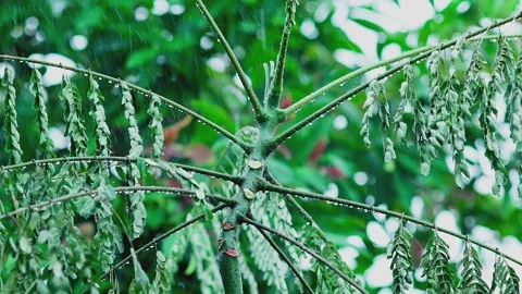 Heavy rain falling on fresh green leaves Stock Footage 330565693