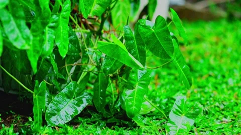 Heavy rain falling on fresh green leaves in a lush garden Stock Footage 330565761