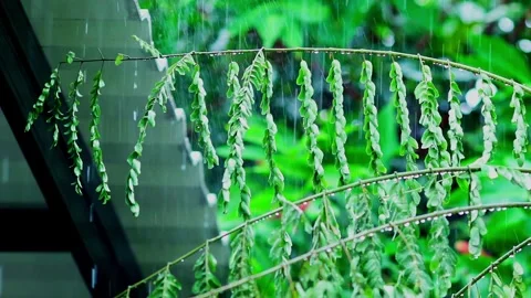 Heavy rain falling on fresh green leaves in a lush garden Stock Footage 330565763