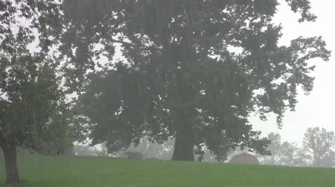 Heavy Rain Falling in Front of Trees Stock Footage 25964157