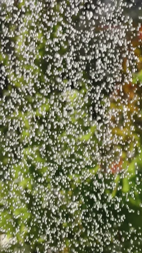 Heavy Rain Falling in Garden with Water Drops Stock Footage 342714013