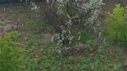 Heavy Rain Falling on Green Grass and a Blooming Tree in a Yard Vídeos de archivo 335233649