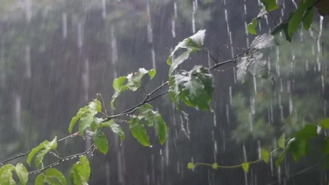 Heavy Rain Falling on Green Leaves in Tropical Forest - Cinematic Slow Motion Stock Footage 327688144