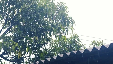 Heavy rain falling on green mango tree leaves and corrugated roof against Vídeos de archivo 327058102