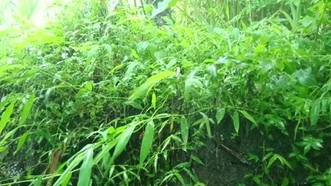 Heavy Rain Falling on Green Plants in Tropical Garden Stock Footage 331704922
