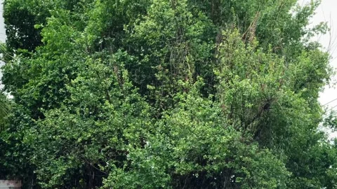 Heavy rain falling on green tree crown creating natural fresh background with 库存影片 317439613
