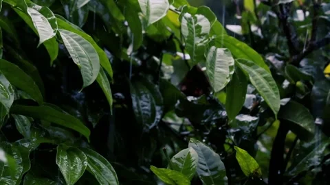 Heavy rain falling on green tree leaves during a summer monsoon storm tropical 動画素材 329290384