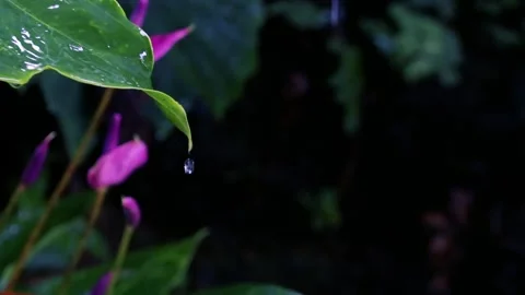 Heavy rain falling on green tree leaves during a summer monsoon storm tropical Stock Footage 330775338