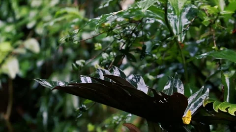 Heavy rain falling on green tree leaves during a summer monsoon storm tropical Stock Footage 330776682