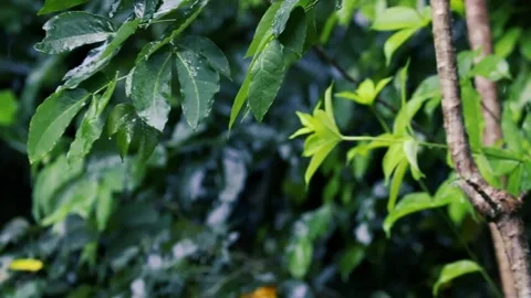 Heavy rain falling on green tree leaves during a summer monsoon storm background Stock Footage 330776702