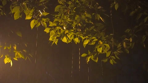 Heavy Rain Falling on Green Tree Leaves at Night Under Street Lamp Light Video stock 341957242