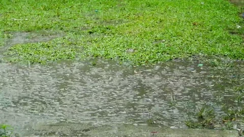 Heavy rain falling to ground. Stock Footage 111498337