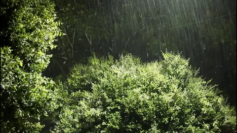Heavy Rain Falling on Illuminated Trees at Night Stock Footage 322554670