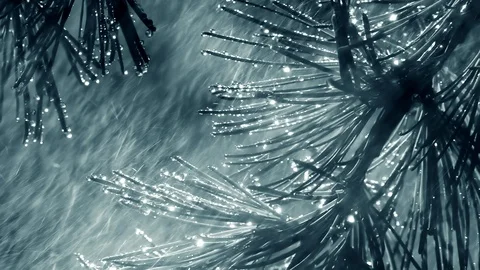 Heavy rain falling on larch tree in slow motion. 動画素材 123427714