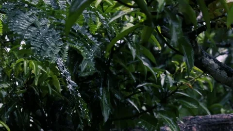 Heavy rain falling on lush green fern and tree leaves in a dark moody forest Stockbeeldmateriaal 327056943