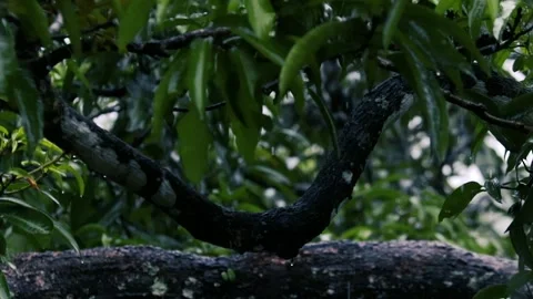 Heavy rain falling on lush green tree leaves in a dark moody forest garden Vídeos de archivo 327058042
