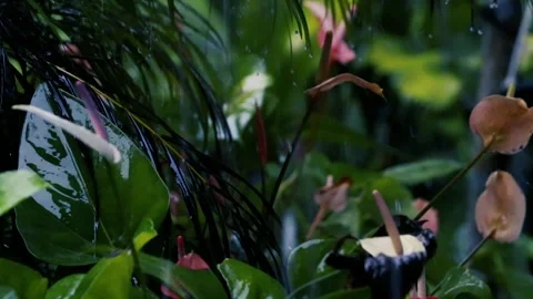 Heavy rain falling on lush green lady palm leaves in a tropical garden Stock Footage 329096109