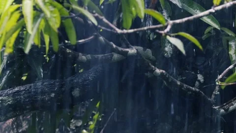 Heavy rain falling on lush green fern and tree leaves in a dark moody forest Stock Footage 329124795