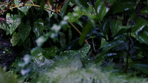 Heavy rain falling on lush green fern and tree leaves in a dark moody forest 스톡 동영상 329124796