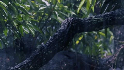 Heavy rain falling on lush green fern and tree leaves in a dark moody forest Stock Footage 329225976