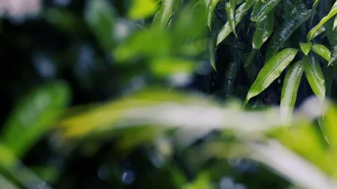 Heavy rain falling on lush green fern and tree leaves in a dark moody forest Stock Footage 329225982
