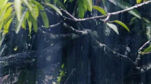 Heavy rain falling on lush green fern and tree leaves in a dark moody forest Stock Footage 329225997