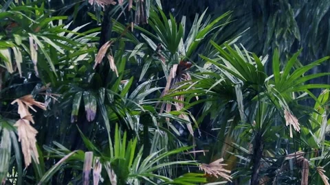 Heavy rain falling on lush green lady palm leaves in a tropical garden Stock Footage 329235647