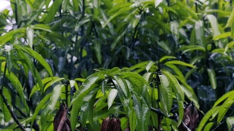 Heavy rain falling on lush green fern and tree leaves in a dark moody forest Stock Footage 329236607
