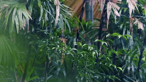 Heavy rain falling on lush green lady palm leaves in a tropical garden Stockbeeldmateriaal 329236614