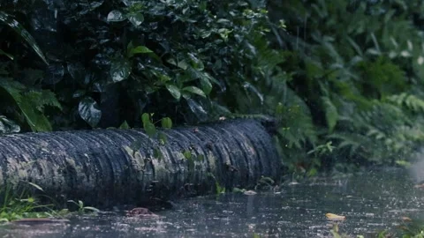 Heavy Rain Falling on Lush Green Ferns and Wet Ground. Tropical Storm Nature Stock-Footage 329271699