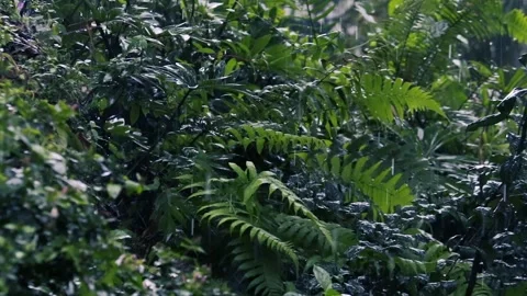 Heavy Rain Falling on Lush Green Fern Leaves in Tropical Forest. Wet Nature Stock Footage 329271771