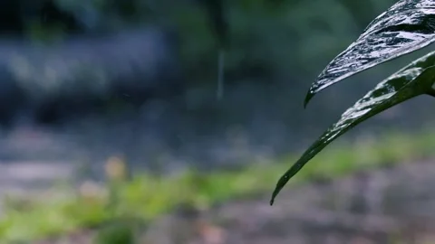 Heavy rain falling on lush green leaves in a dark moody forest garden during Stock Footage 331651097