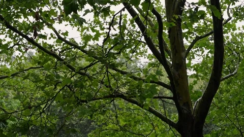 Heavy rain falling on lush green trees with branches soaked by rainfall. Vídeo Stock 339544251