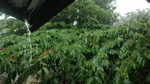 Heavy rain falling on lush trees and parking lot puddles Video stock 329906536