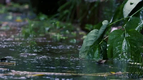 Heavy Rain Falling on Lush Tropical Leaves in Exotic Jungle Forest Stock Footage 330775458