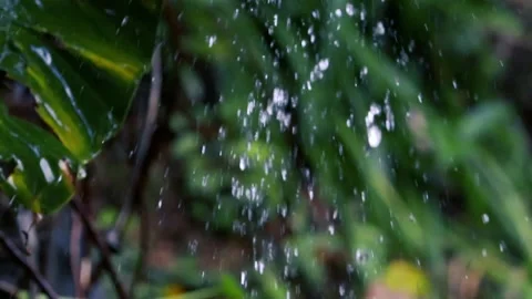Heavy Rain Falling on Lush Tropical Leaves in Exotic Jungle Forest Background Stock Footage 330793307