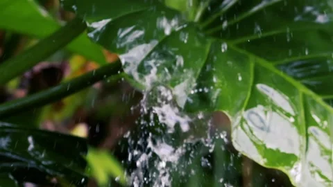 Heavy Rain Falling on Lush Tropical Leaves in Exotic Jungle Forest Stock Footage 331632067