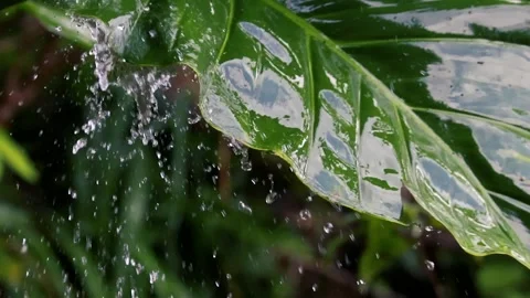 Heavy Rain Falling on Lush Tropical Leaves in Exotic Jungle Forest Stockbeeldmateriaal 331632078