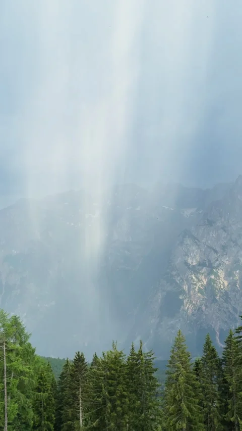 Heavy rain falling on mountainous pine forest Stock Footage 341772088