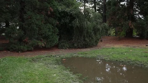 Heavy rain falling on a muddy puddle in the park Stockbeeldmateriaal 336519320