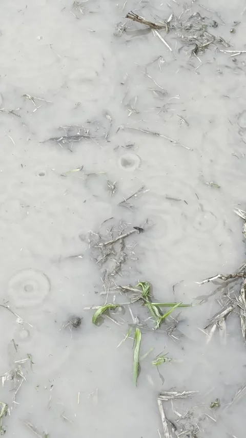 Heavy Rain Falling Into Muddy Puddle Close Up Видео 344779341