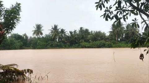 Heavy Rain Falling on Muddy Rural River with Coconut Trees Stock Footage 344690170