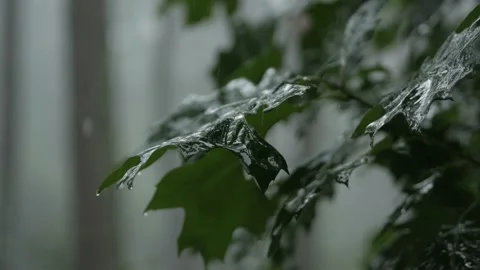 Heavy rain falling on oak leaves, close up Stock Footage 135834371